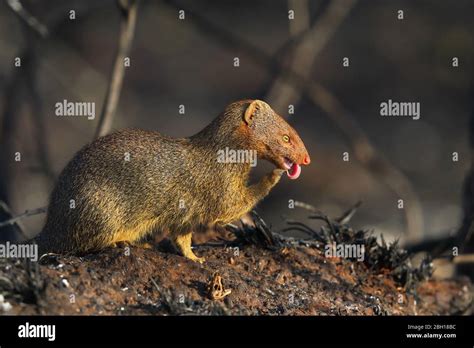 Shrubland Animals Hi Res Stock Photography And Images Alamy