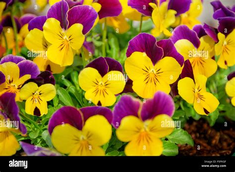 Pansies Hi Res Stock Photography And Images Alamy