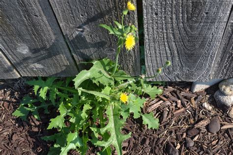 Huge collection, amazing choice, 100+ million high quality, affordable rf and rm images. Perennial Sowthistle is a broadleaf weed that resembles a ...