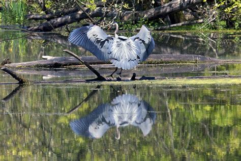 1000 Best Heron Photos Birds In Photography On