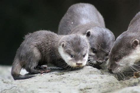 Saved At Birth Baby Otter Comes Out Of The Nest Otter Pup Baby