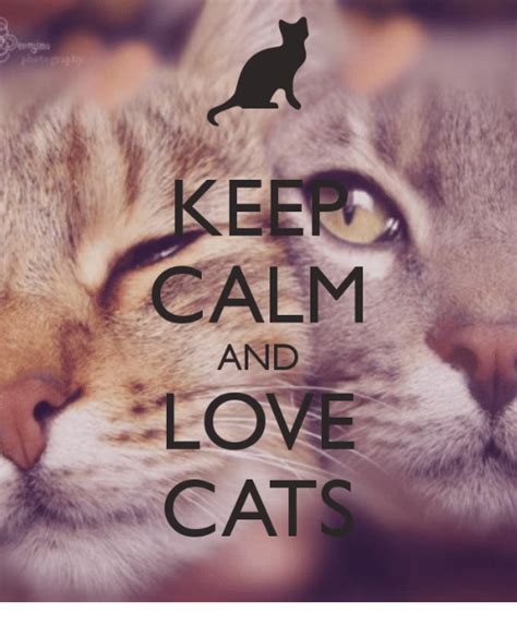 Calm And Love Cats Love Meme On Meme