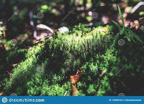 Mossy Green Meadow In Autumn Forest With Sunlight Stock Photo Image
