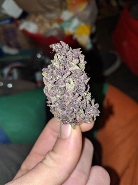 Probably the best weed ive ever smoked. : weed