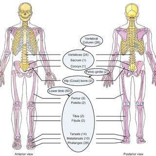 Human body organs diagram game. Muscles of human body lower extremity (Anterior view) [27 ...