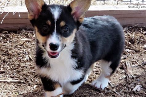 There are all account age and karma minimums to post. Deogo: Corgi puppy for sale near Denver, Colorado. | 79503386-d501