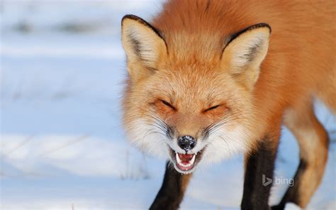 Snow Red Fox Bing Theme Wallpaper 1920x1200 Download