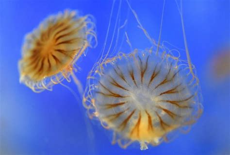 New Jellyfish Species Discovered In The Philippines Nature World News