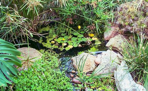 Backyard pond & fish tank supplies on facebook. All About A Backyard Frog Pond - The Wetlands Centre