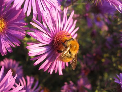 Michaelmas Daisy And Bee Both Garden Favourites Bee Insects Pet Birds