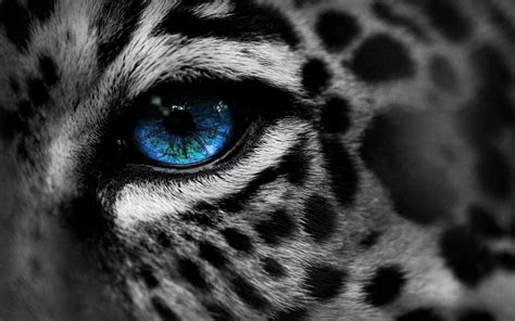 Tiger Eyes Hd