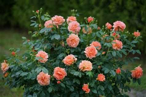 10 Gorgeous New Roses To Grow For 2018 Hgtv