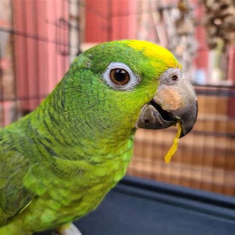 Buy Yellow Crowned Amazon Parrot Online For Sale Top Breeders