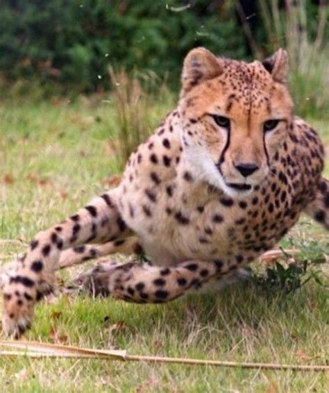 Cheetahs Are The Fastest Land Mammals And Sarah The Cheetah Is The