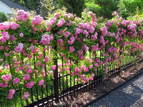 Seven Tips For Growing Climbing Roses Rose Garden Design Garden