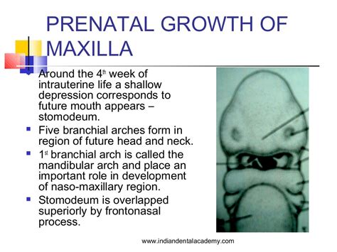 Growth And Development Of Maxilla And Mandibleendodontic Courses