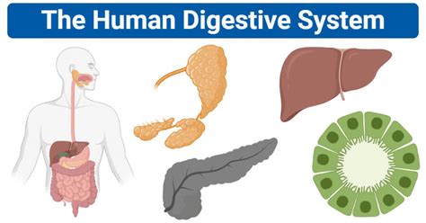 Food is our fuel, and its nutrients give our bodies' cells the energy and substances they need to work. The Human Digestive System- Organs, Functions and Diagram