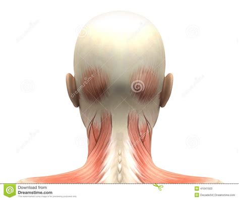 Female Head Muscles Anatomy - Back View Stock Illustration