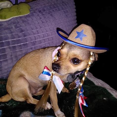 Chiquita Cowgirl In 2020 Chihuahua Cowboy Hats Cowgirl