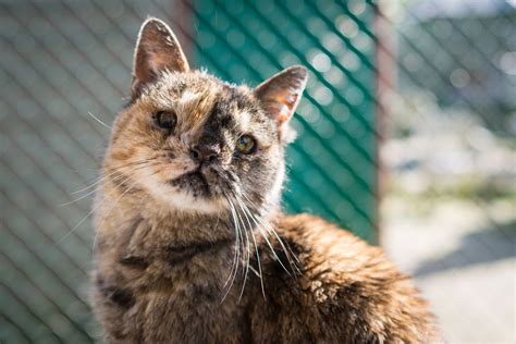 Raps Cat Sanctuary 25 Cats For 25 Years Daisy
