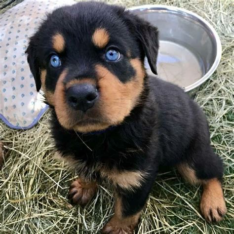 Rottweiler Puppy Was Born With Blue Eyes