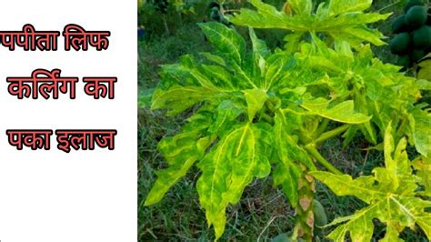 Papayaleafcurlvirusdisease Papaya Leaf Curl Virus Disease Treatment