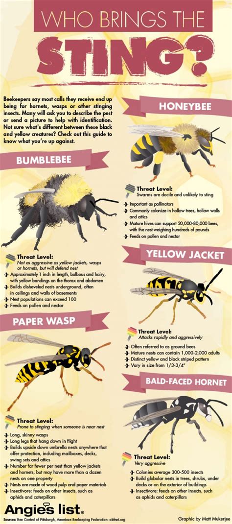 Bee And Wasp Identification Chart