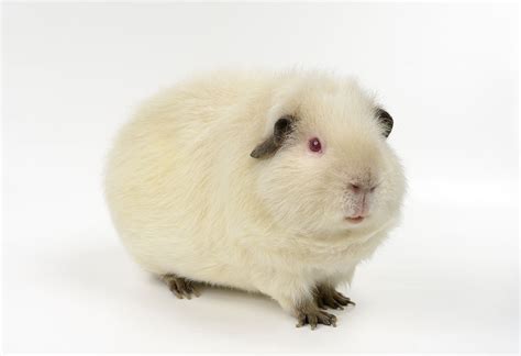 Himalayan Guinea Pig Breed