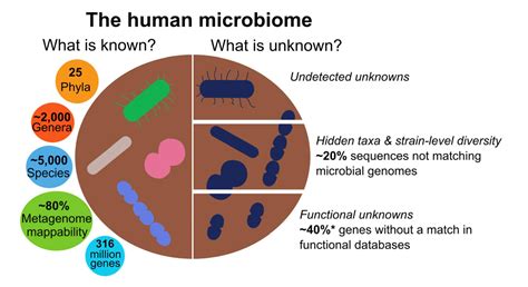 Gut Microbiota Associations With Common Diseases And Prescription Hot