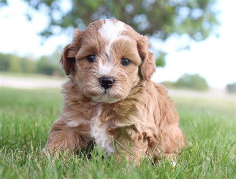 Cheap Cavoodle Puppies For Sale Near Me