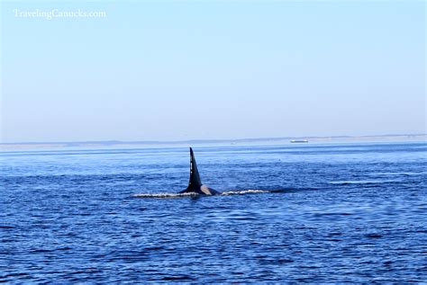 Surrounded By Killer Whales Whale Watching In Victoria British Columbia