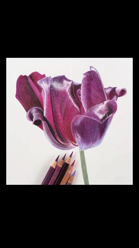 Jennifer Morrison Art Is Creating Botanical Colored Pencil Drawing
