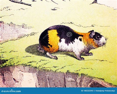 Guinea Pig In A Vintage Book History Of Animals By Shubertkorn 1880
