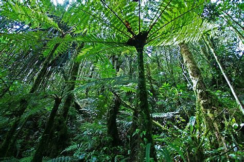Rainforest Ecology - Orang Utan Republik Foundation