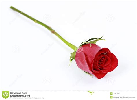 One Long Stem Red Rose Stock Images Download 191 Royalty