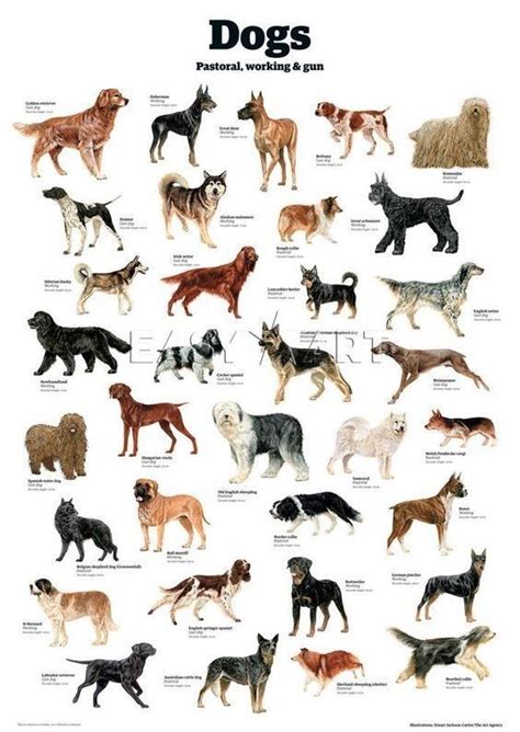 Pin By Nootty On Dogs Dog Breeds Dog Breeds List Friendly Dog Breeds