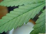 Marijuana Leaves Turning White