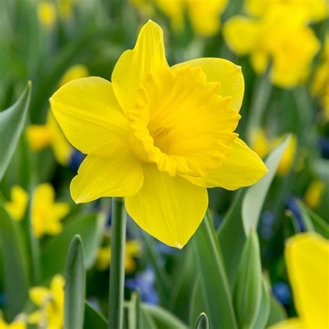 Dutch Master Daffodil Bulbs Pack Of 15 Grow Organic
