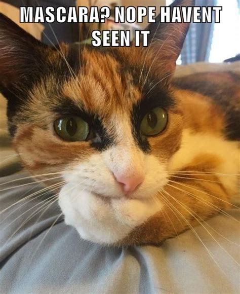 Nope Lolcats Lol Cat Memes Funny Cats Funny Cat Pictures With