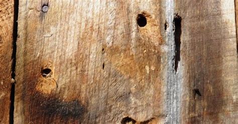 The soap helps the oils to stick longer, providing an unpleasant smell for the bees. Homemade Wood Bees Killer Spray - Alternative Green World