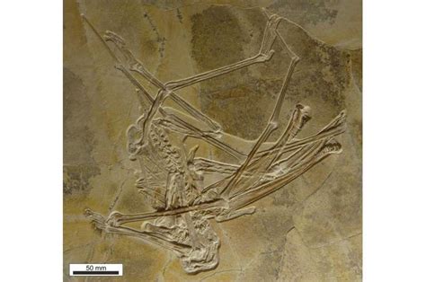 New Pterosaur Species With Hundreds Of Tiny Hooked Teeth Discovered