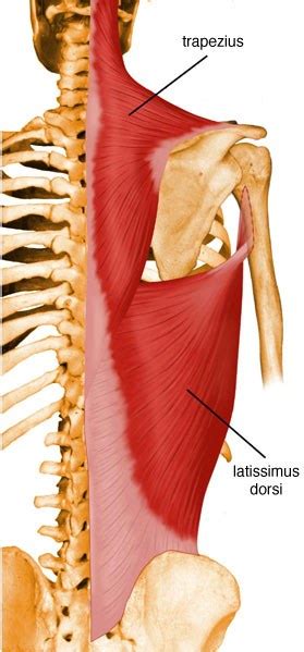Latissimus Dorsi Anatomy Medbullets Step 1