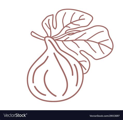 Isolated Fig Outline Design Vector Illustration Sketc Single Fig