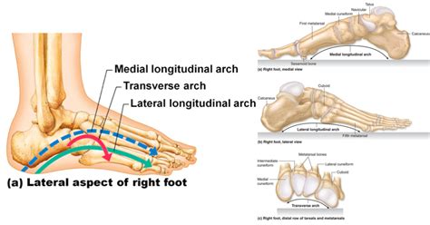 Arches Of The Foot Diagram Quizlet