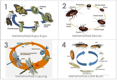 We did not find results for: Metamorfosis Sempurna - Pengertian, Gambar, dan Contoh