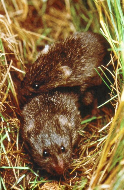 The Biology Of “love” Lessons From Prairie Voles