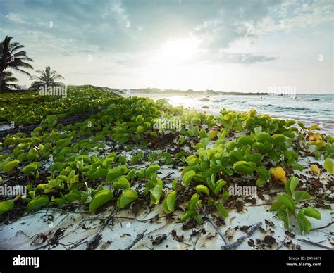 Playa De Plantas Verdes Fotografías E Imágenes De Alta Resolución Alamy