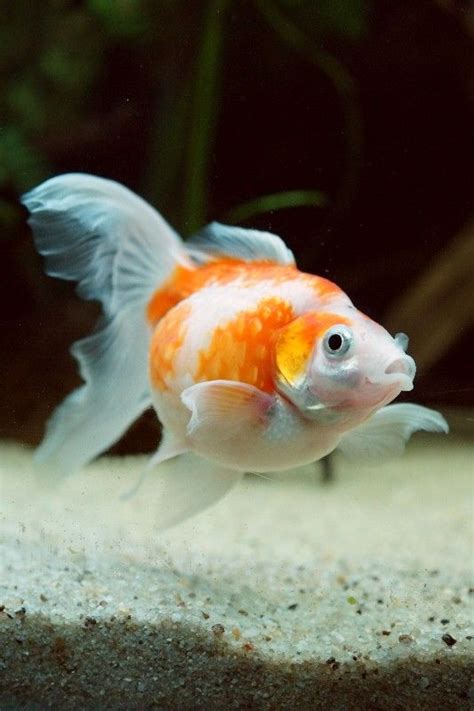 becleefishkeeping | Pearlscale goldfish, Goldfish, Fantail goldfish
