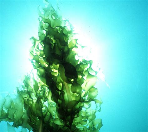 Photosynthetic Organisms Of The Ocean Ask A Biologist