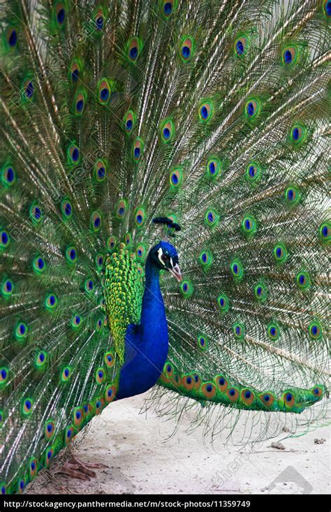 Benda yang sama itulah dipanggil balance weight dalam bahasa inggeris. Blauer Pfau mit aufgestelltem Rad - Stockfoto - #11359749 ...